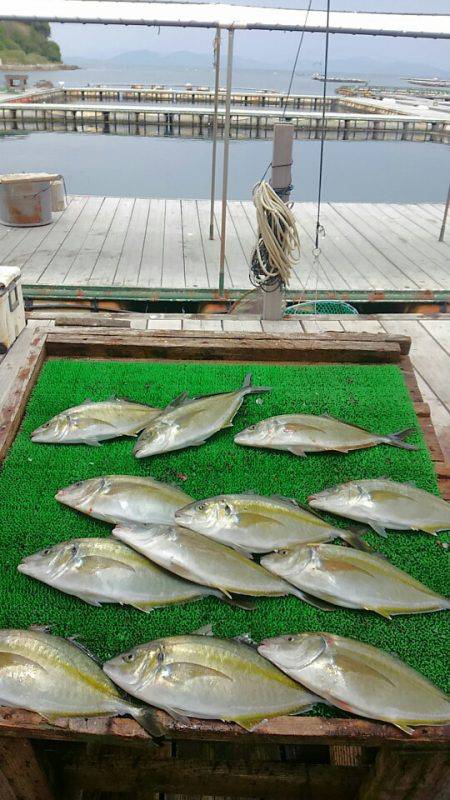 海の釣堀 海恵 釣果