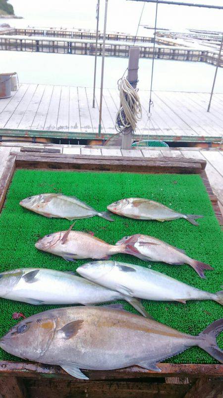 海の釣堀 海恵 釣果