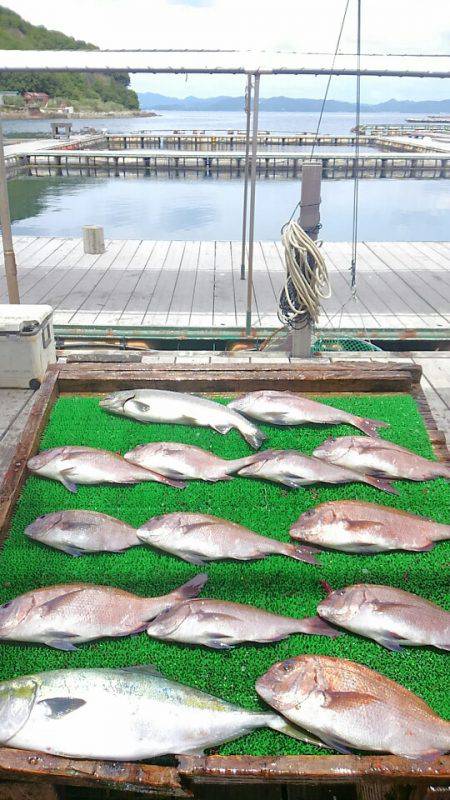 海の釣堀 海恵 釣果