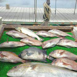 海の釣堀 海恵 釣果