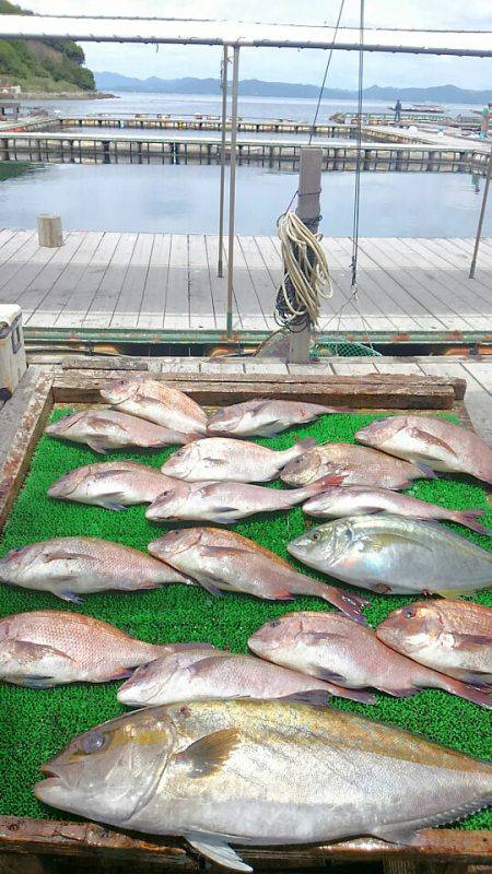 海の釣堀 海恵 釣果