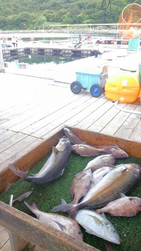 海の釣堀 海恵 釣果