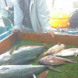 海の釣堀 海恵 釣果