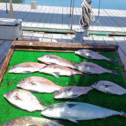 海の釣堀 海恵 釣果