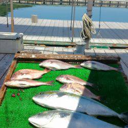 海の釣堀 海恵 釣果