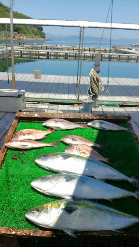 海の釣堀 海恵 釣果