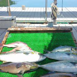 海の釣堀 海恵 釣果