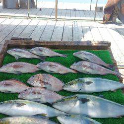 海の釣堀 海恵 釣果