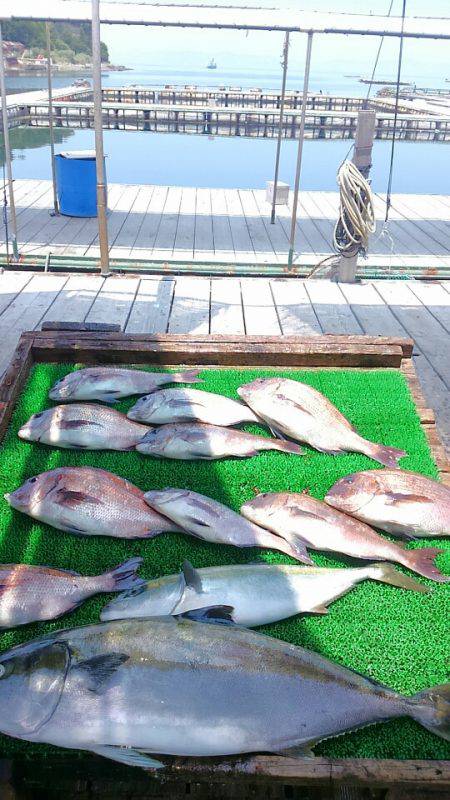 海の釣堀 海恵 釣果