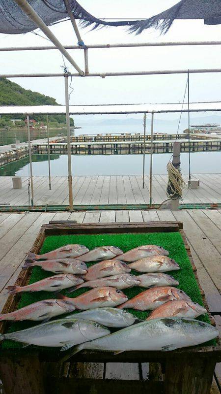 海の釣堀 海恵 釣果