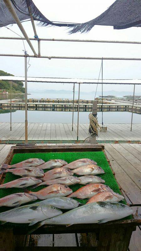 海の釣堀 海恵 釣果