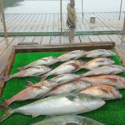 海の釣堀 海恵 釣果