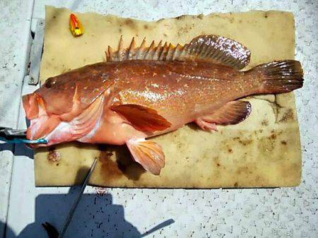 海季丸（みきまる） 釣果