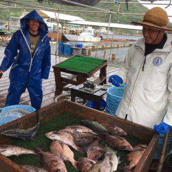 海の釣堀 海恵 釣果