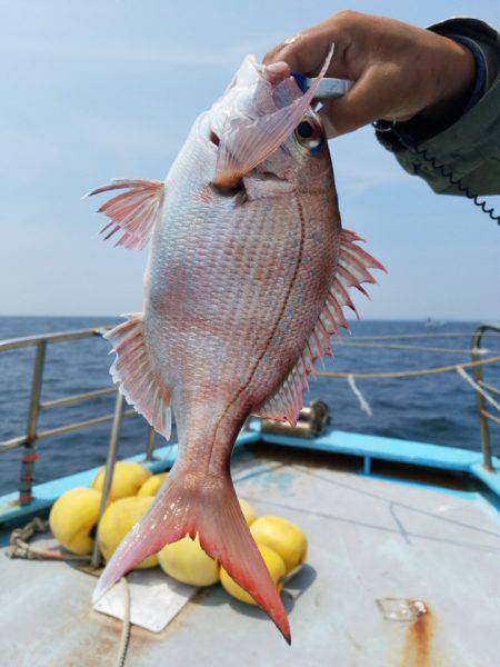 みやけ丸 釣果