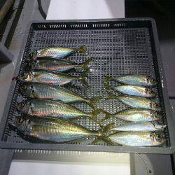 エンペラー 釣果