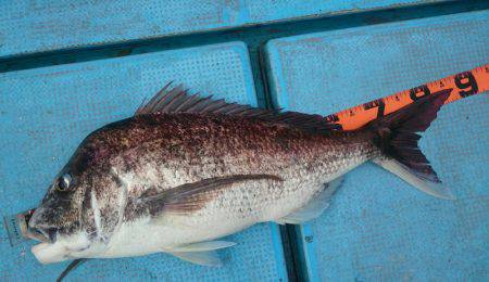 シースナイパー海龍 釣果