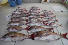 KIM Fishing Guide Service 釣果