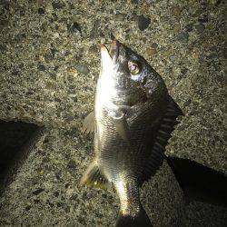 ３週間ぶりの釣行