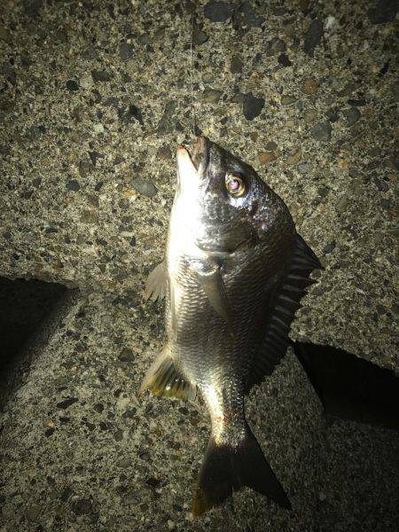 ３週間ぶりの釣行