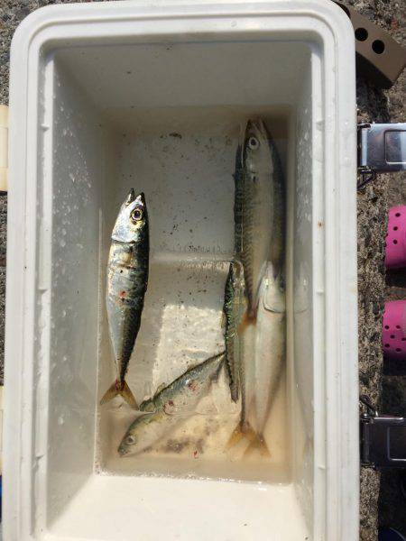 子どもとサビキ釣り