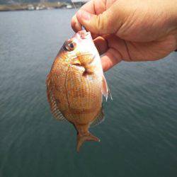 デイの釣りはパッとしない