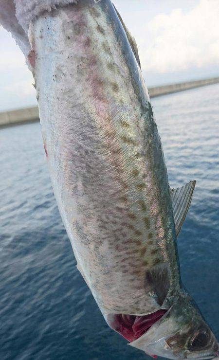 今年は大サバも不調だよ❗