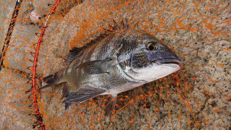 夏場の釣り特訓