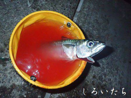 今日も大サバ釣るぞ、本日、大爆釣！