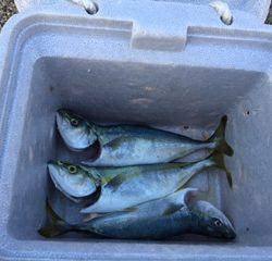 昼からの釣行でツバス