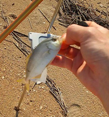 キス釣りに行ったら色々起こった