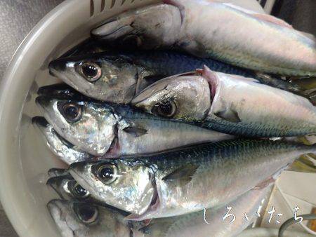 今日も大サバ釣るぞ、本日、大爆釣！