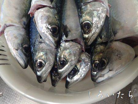 今日も大サバ釣るぞ、本日、大爆釣！