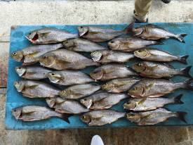 おざき丸 釣果