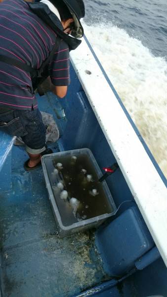 釣り船武蔵 釣果