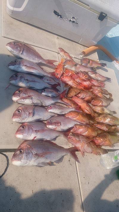 旭星釣りセンター 釣果