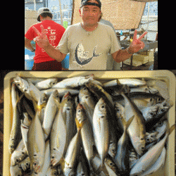 荒川屋 釣果