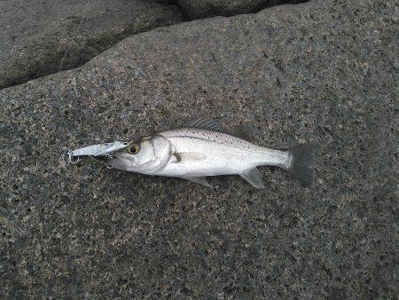 淀川に魚いました！！