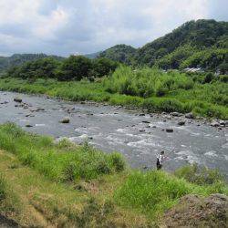 狩野川（狩野川漁業協同組合） 釣果