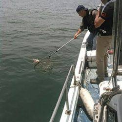 フィッシングガイド りょう 釣果