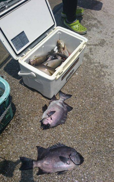 しば渡船 釣果