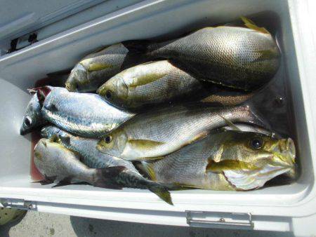 大進丸（愛知） 釣果