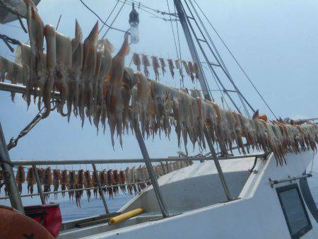 大進丸（愛知） 釣果