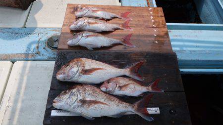 はらまる 釣果