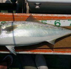 火遠理丸（ほおりまる） 釣果