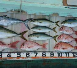 火遠理丸（ほおりまる） 釣果