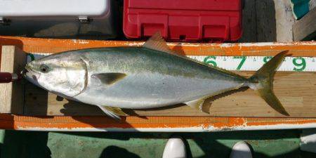 火遠理丸（ほおりまる） 釣果