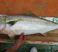 火遠理丸（ほおりまる） 釣果