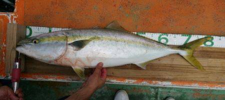 火遠理丸（ほおりまる） 釣果