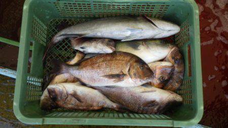 淡路じゃのひれフィッシングパーク 釣果